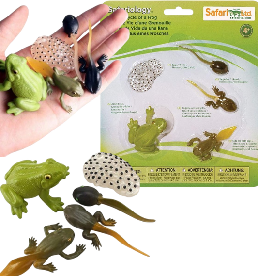 CICLO DE LA VIDA (PLANTA/POLLO/MOSCA/HORMIGA/RANA) SAFARI