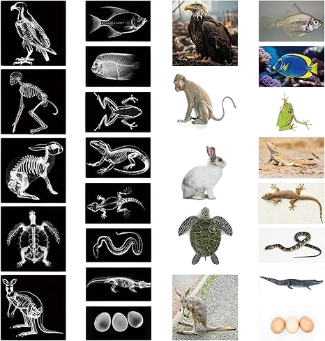 JUEGO DE TARJETAS DIDACTICAS RAYOS X