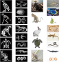 JUEGO DE TARJETAS DIDACTICAS RAYOS X